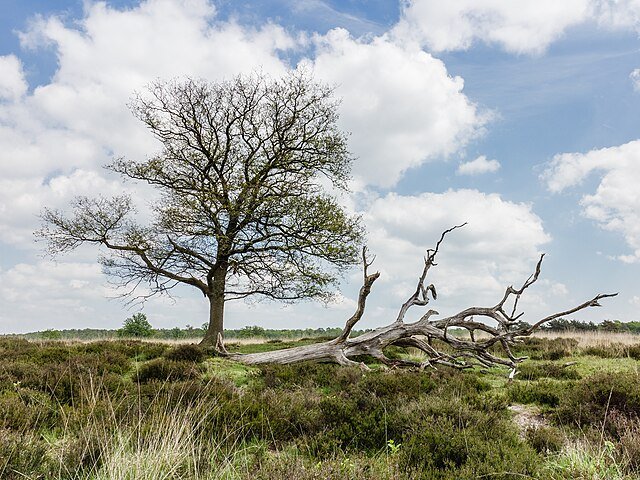 Chêne avec de jeunes feuilles émergentes et un arbre mort devant lui - Dominicus Johannes Bergsma | CC BY-SA 4.0
