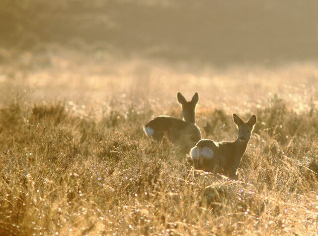 Deux chevrettes à l'aube, aux Pays-Bas - Bouke ten Cate | CC BY 4.0