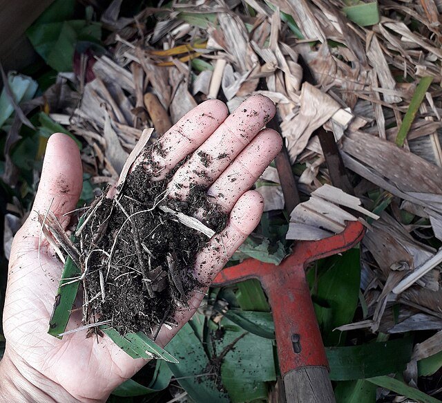 Matière organique en cours de compostage - C-pradel | CC BY-SA 4.0