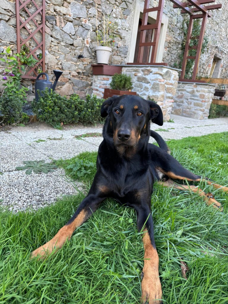 ulysse le beauceron