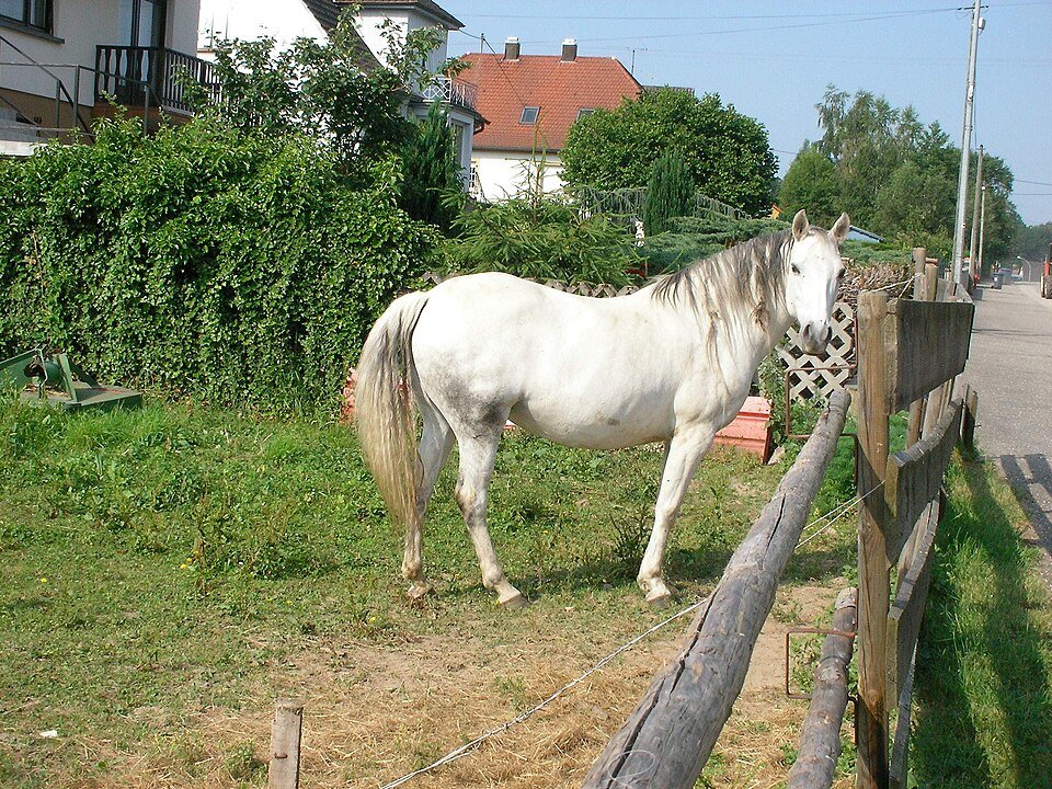 Cheval dans le Bas-Rhin, France - Gzen92 [Pseudo Wikipédia] | Creative Commons Attribution-Share Alike 4.0