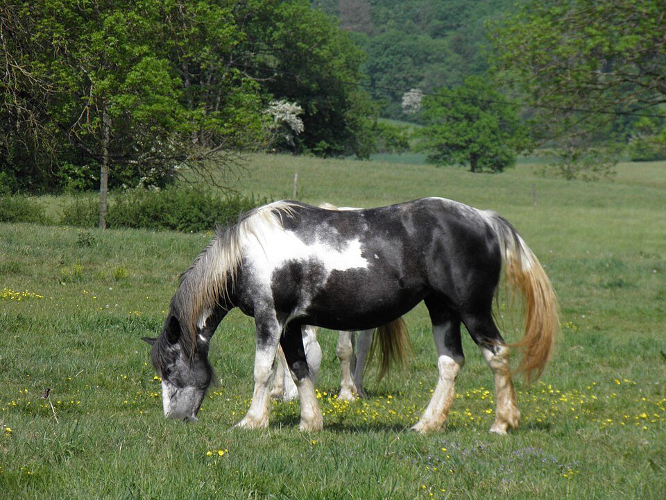 Cheval (Gypsy Horse) à Andelot - Gzen92 [Pseudo Wikipédia] | Creative Commons Attribution-Share Alike 4.0