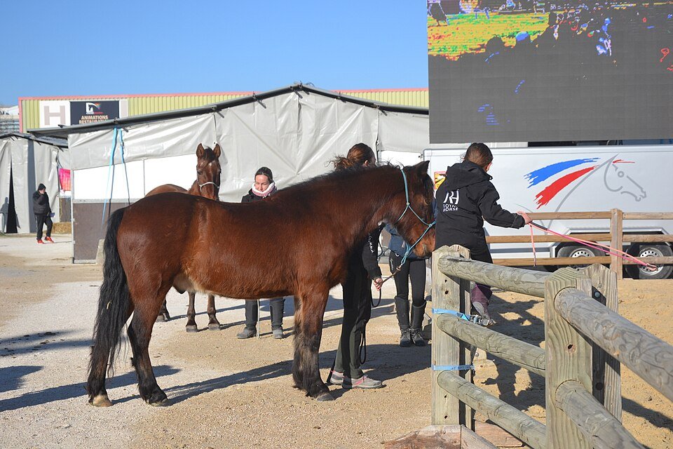 Cheval passion 2022 - Marianne Casamance | Creative Commons Attribution-Share Alike 4.0
