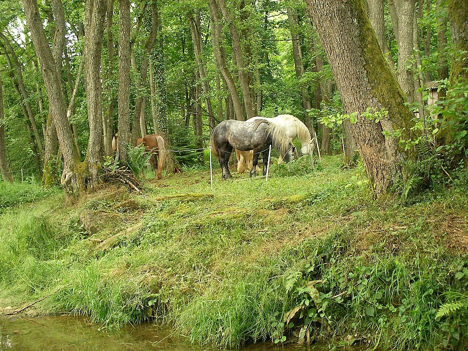 Chevaux à Heimersdorf (Haut-Rhin, France) - Gzen92 [Pseudo Wikipédia] | Creative Commons Attribution-Share Alike 4.0