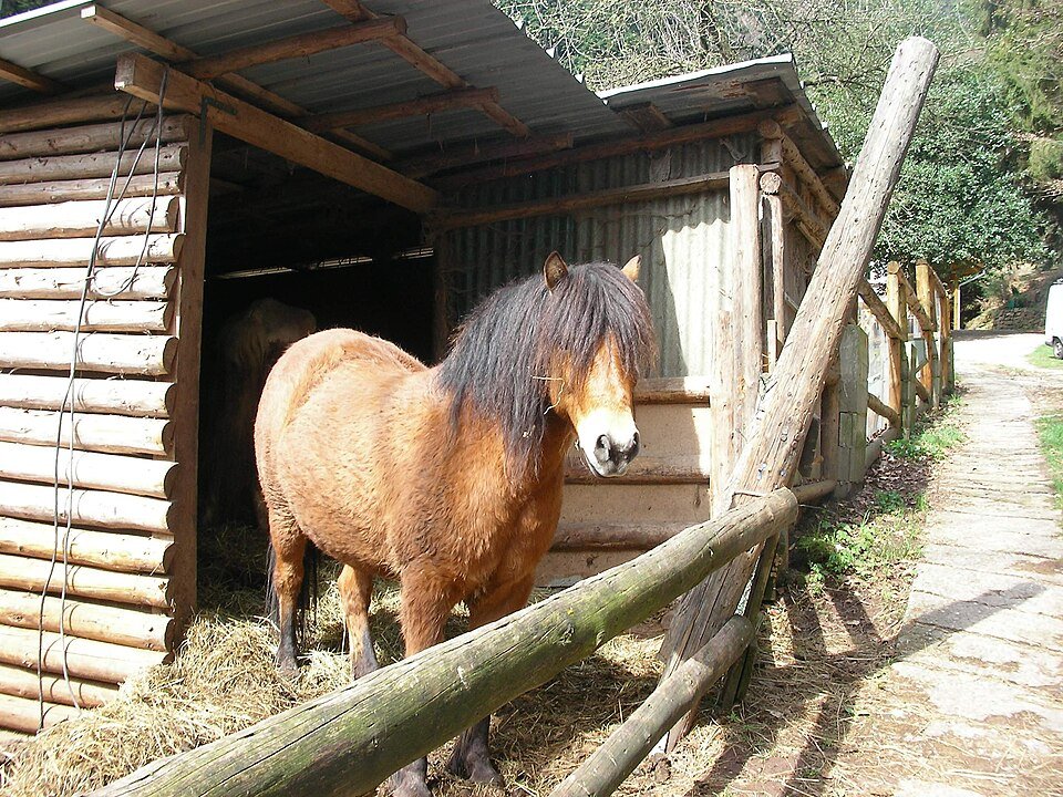 Des Chevaux (Bas-Rhin, France) - Gzen92 [Pseudo Wikipédia] | Creative Commons Attribution-Share Alike 4.0