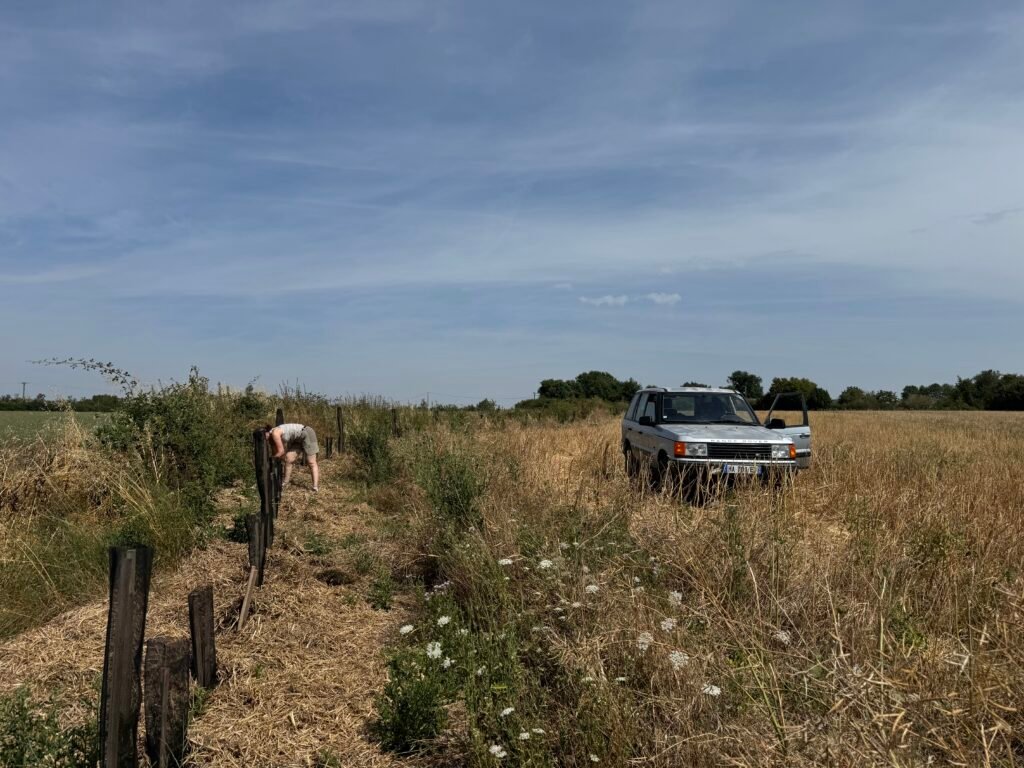 Entretien des haies nouvellement plantées durant l'hiver 2025-2026 - Domaine Le Closeau