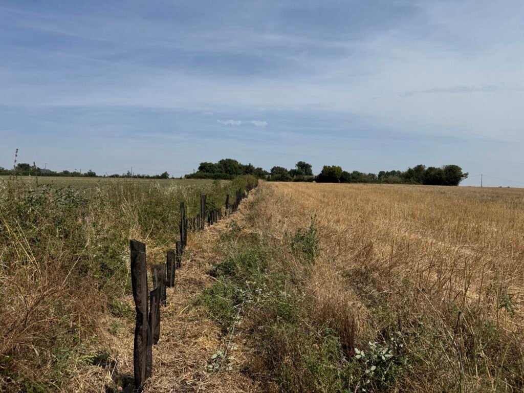 Une ligne de haie plantée entre janvier et février 2026 - Domaine Le Closeau