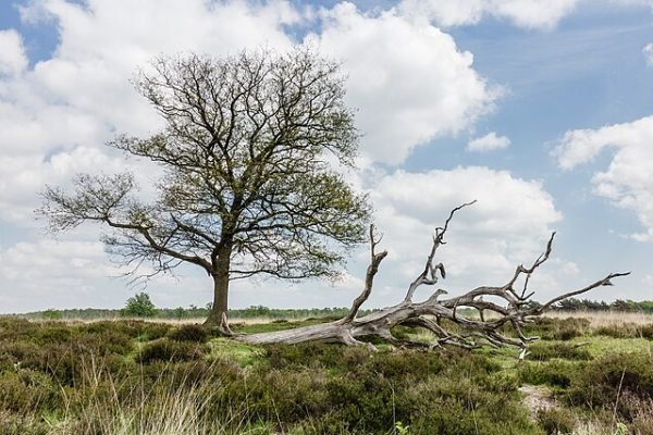 Chêne avec de jeunes feuilles émergentes et un arbre mort devant lui - Dominicus Johannes Bergsma | CC BY-SA 4.0