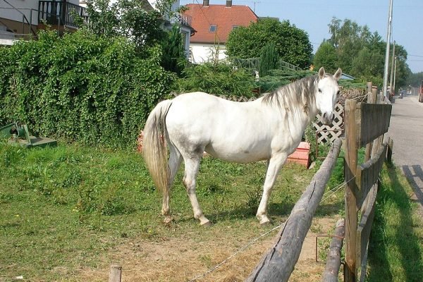 Cheval dans le Bas-Rhin, France - Gzen92 [Pseudo Wikipédia] | Creative Commons Attribution-Share Alike 4.0