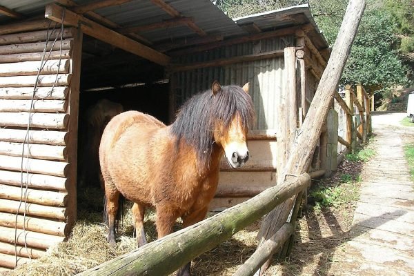 Des Chevaux (Bas-Rhin, France) - Gzen92 [Pseudo Wikipédia] | Creative Commons Attribution-Share Alike 4.0