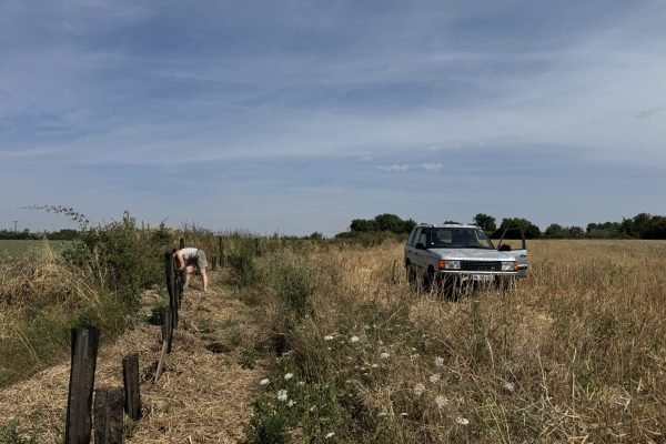Entretien des haies nouvellement plantées durant l'hiver 2025-2026 - Domaine Le Closeau