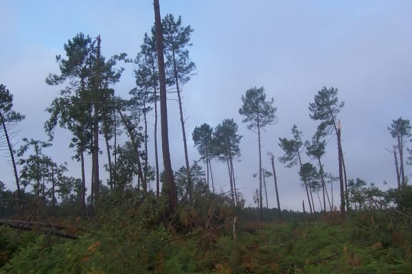 La forêt des Landes après la tempête de 1999 - Franck Lefebvre-Billiez | CC BY-SA 4.0
