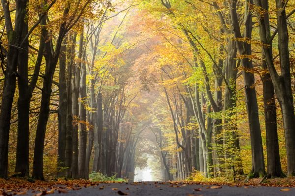 L'automne dans le hameau de Börnste, Rhénanie-du-Nord-Westphalie, Allemagne - Dietmar Rabich | CC BY-SA 4.0