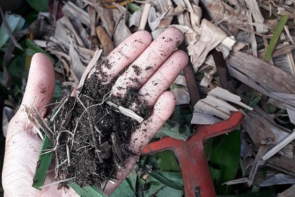 Matière organique en cours de compostage - C-pradel | CC BY-SA 4.0