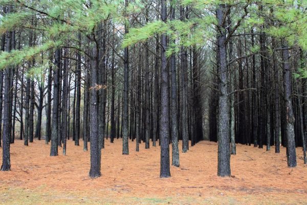 Plantation de Pinus taeda, États-Unis - USDA Natural Resources Conservation Service | CC BY 2.0