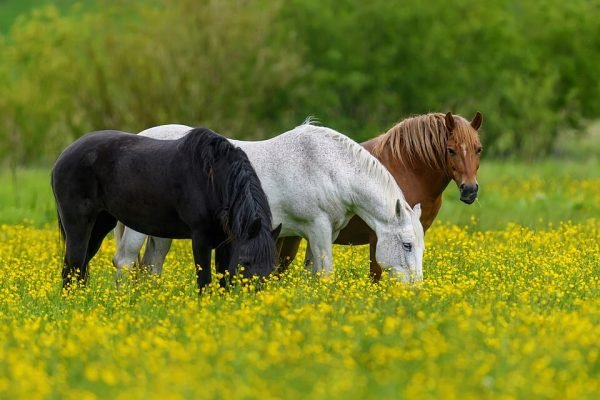 Trois chevaux dans la « réserve hydrologique de Seret » - Byrdyak | Creative Commons Attribution-Share Alike 4.0